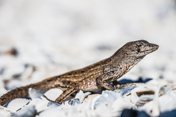 Lizard sunbathing on white shells