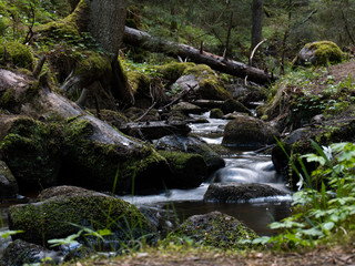 Fototapeta premium Stream in the natural park forest in Sweden