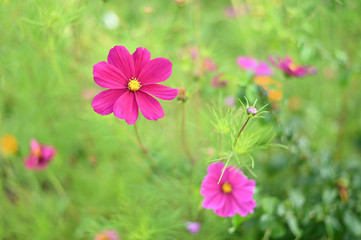 Beautiful flower in the green garden.