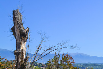 Fototapeta premium An old tree against the background of mountains and blue sky