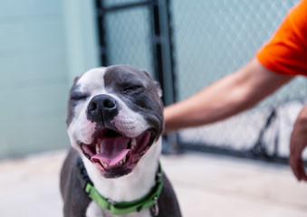 An eye level, partial view of a grey and white Pit Bull Terrier mixed breed dog looking forward...