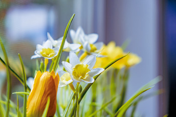 Obraz premium Some daffodils and a tulip
