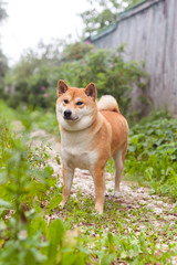 Shiba Inu red dog