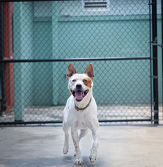 An eye level, frontal view point of a white and rust mixed breed Cattle/Pittie dog walking forward with dog shelter facility in background
