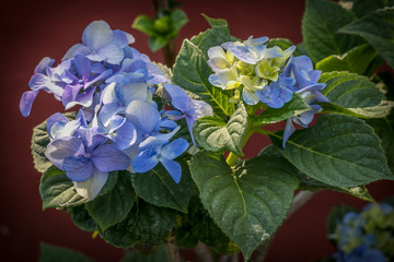 blue hydrangea flowers are so cheerful