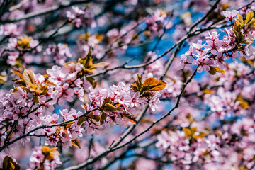 a background of cherry blossoms