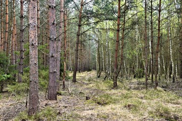 Ścieszka w sosnowym lesie © merko