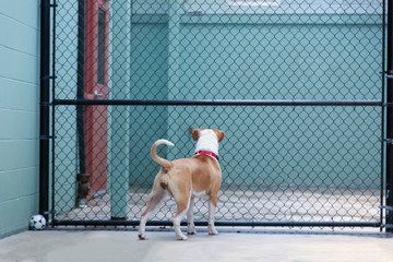 An eye level backside view of a standing white and tan mixed breed Pittie/Beagle dog looking...