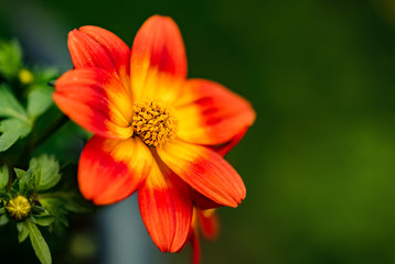 Beautiful orange flower in spring with green natural background. Detailed macro photography.