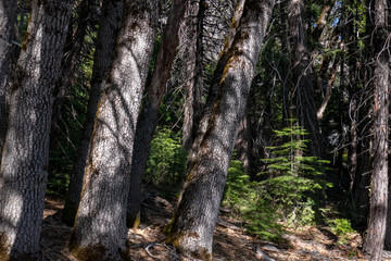 Pine trees in the Spring in the forest