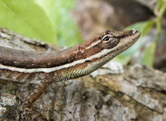 Lizard in the forest