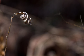 A dead leaf at the beginning of spring