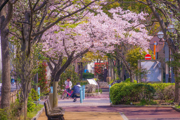 葛西親水四季の道の桜並木