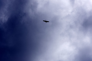 Fototapeta na wymiar A Sandhill Crane flying high in the sky