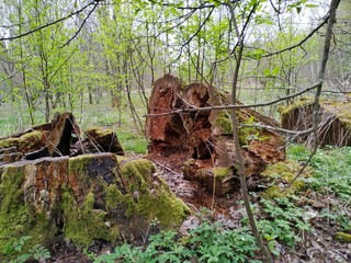sawn trunk of an old oak tree in a spring forest. The contrast of the old and the new, dead and alive. Awakening spring forest after winter hibernation
