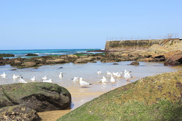 Scenery along the Bondi to Bronte Coastal Trail, Bondi Beach, Sydney, Australia