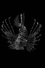 pez escorpión fondo negro