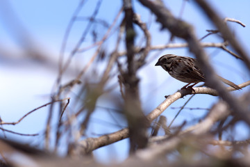 A sparrow perched in a tree at the beginning of spring