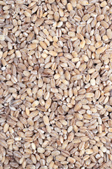 Scattered pearl barley top view.