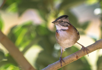 Close up de ave (Zonotrichia capensis)
