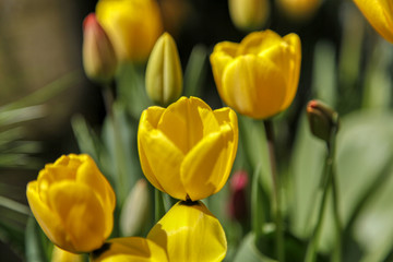yellow and red tulips