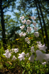 white flowers bluebells in the forest in the light of the sun