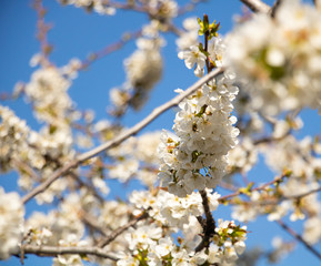 White cherry blossom on blue sky with fragrant flowers