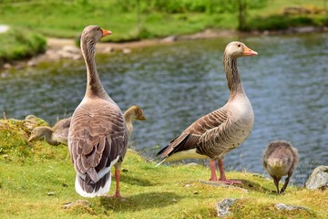 Greylag geese on the beach