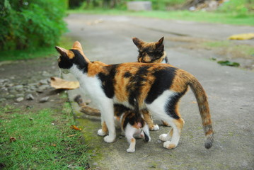 Cute domestic kitten and its mother on green grass