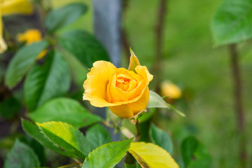 Yellow Rose