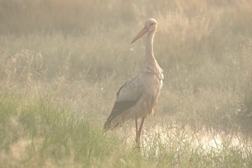 Stork in the fog 