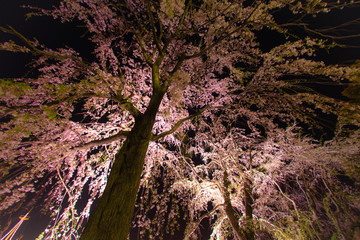 山下公園の夜桜ライトアップ