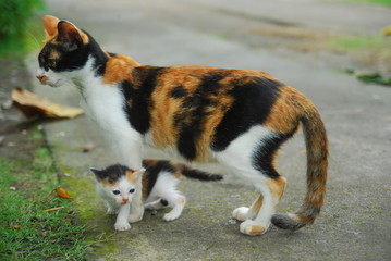 Naklejka na ściany i meble Cute domestic kitten and its mother on green grass