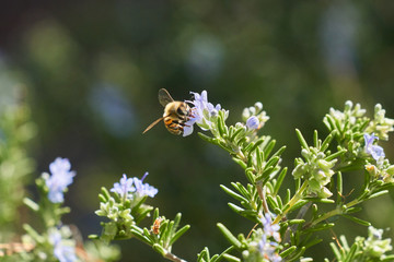 Honey Bee flying and eating on Lavender Plant
