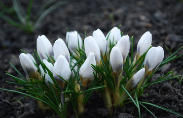 
delicate white crocuses bloom in early spring