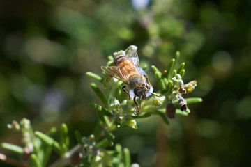 Honey Bee flying and eating on Lavender Plant