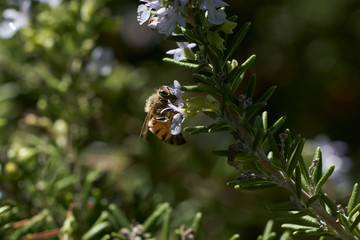 Honey Bee flying and eating on Lavender Plant