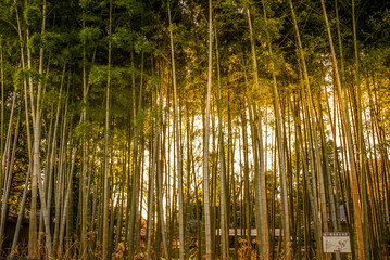 夕日に照らされた竹林のイメージ