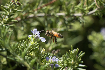 Honey Bee flying and eating on Lavender Plant