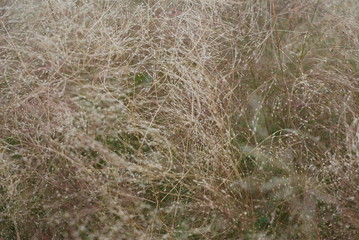 dry grass in the wind