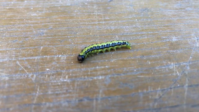 Eine Raupe des Buchsbaumz&uuml;nsler auf einem Brett. Er ist ein ostasiatischer Kleinschmetterling und sch&auml;dlich f&uuml;r Buchsb&auml;ume.