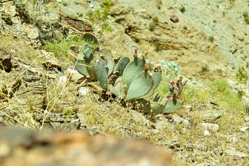 cactus growing in the desert