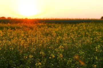 Field at Sunset with dramatic sky. Color in nature. Beauty in the world