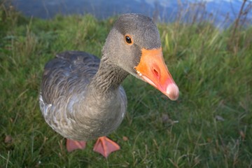 Greylag goose on the grass