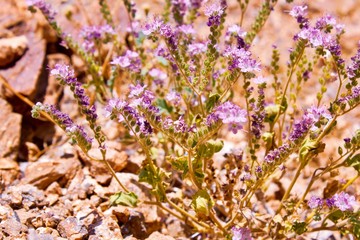 lavender flowers in a field