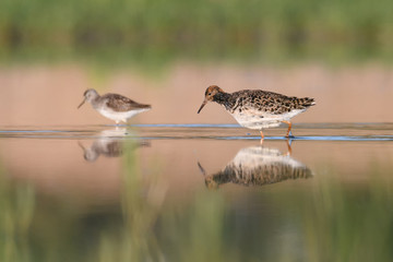 Ruff - Philomachus pugnax / Calidris pugnax