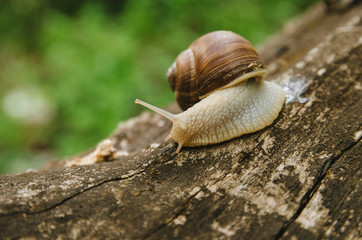 
The snail crawls on a tree. Green background. Wildlife. Forest
