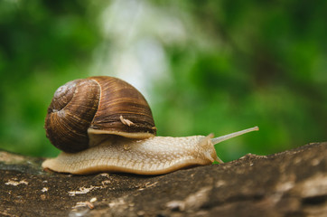 
The snail crawls on a tree. Green background. Wildlife. Forest