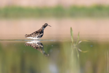 Ruff - Philomachus pugnax / Calidris pugnax
