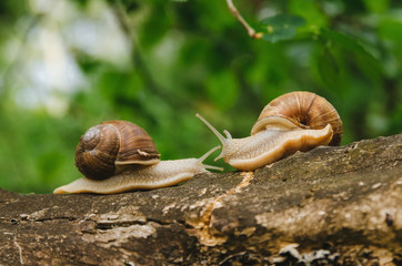 
Two snails crawl towards each other on a log. Love story of snails in the forest